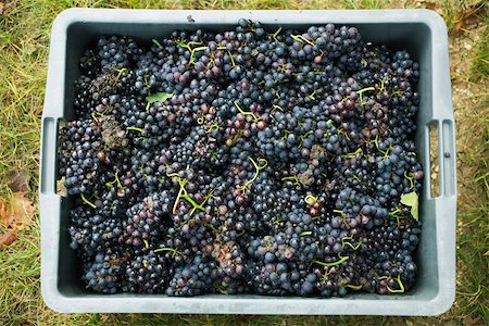 Black grapes in plastic bin Foto de stock - Royalty Free Premium, Número: 632-02690345