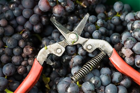 simsearch:695-05779700,k - Pruning shears on heap of grapes Fotografie stock - Premium Royalty-Free, Codice: 632-02690359