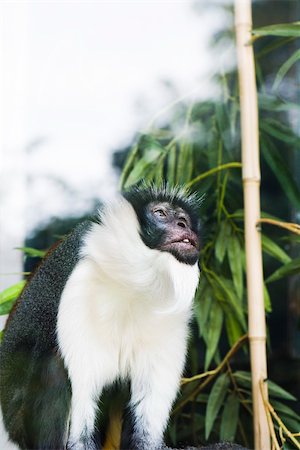 Diana Monkey (Cercopithecus diana) Stock Photo - Premium Royalty-Free, Code: 632-02744886