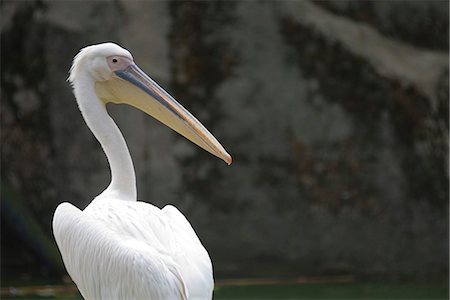 pelícano blanco - Great White Pelican (Pelecanus onocrotalus) Foto de stock - Sin royalties Premium, Código: 632-02744888