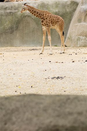 simsearch:632-02744936,k - Girafe (Giraffa camelopardalis) Photographie de stock - Premium Libres de Droits, Code: 632-02744895