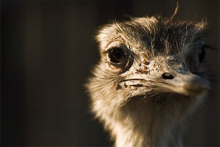 Rhea supérieure (Rhea americana) Photographie de stock - Premium Libres de Droits, Code: 632-02744892