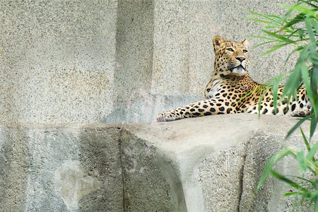 Amur leopard (Panthera pardus orientalis) Photographie de stock - Premium Libres de Droits, Code: 632-02744900