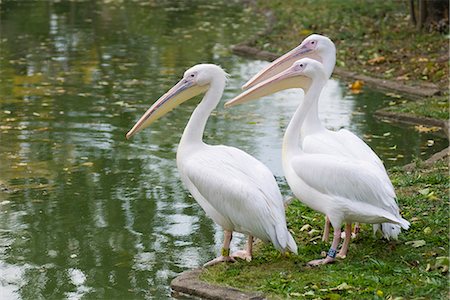 pelecanus - Great White Pelican (Pelecanus onocrotalus) Foto de stock - Sin royalties Premium, Código: 632-02744914