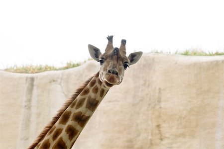 Girafe (Giraffa camelopardalis) Photographie de stock - Premium Libres de Droits, Code: 632-02744910
