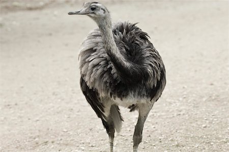 Greater Rhea (Rhea americana) Foto de stock - Sin royalties Premium, Código: 632-02744911