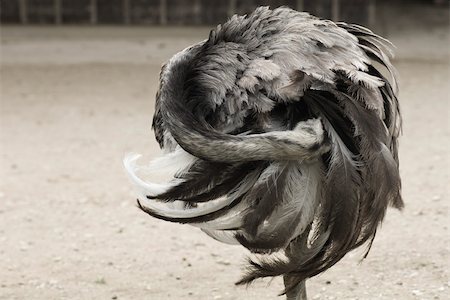 Rhea supérieure (Rhea americana) Photographie de stock - Premium Libres de Droits, Code: 632-02744928