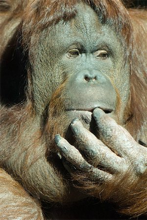 simsearch:632-02744979,k - Orangutan (Pongo pygmaeus) Foto de stock - Sin royalties Premium, Código: 632-02744935