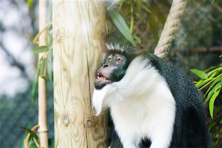 simsearch:632-02744979,k - Diana Monkey (Cercopithecus diana) Photographie de stock - Premium Libres de Droits, Code: 632-02744938