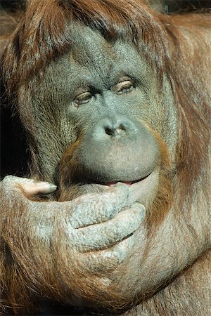 Orangutan (Pongo pygmaeus) Foto de stock - Sin royalties Premium, Código: 632-02744943