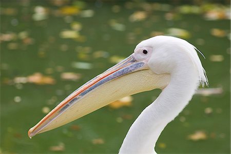 pelican - Great White Pelican (Pelecanus onocrotalus) Stock Photo - Premium Royalty-Free, Code: 632-02744959