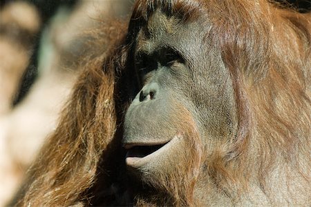 simsearch:700-03805300,k - Orangs-outans (Pongo pygmaeus) Photographie de stock - Premium Libres de Droits, Code: 632-02744964