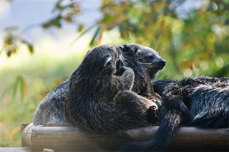 simsearch:632-02744979,k - Group of binturong (Arctictis binturong) lying together Foto de stock - Sin royalties Premium, Código: 632-02744961