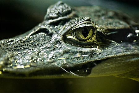 Caïman (Crocodilus yacare) Photographie de stock - Premium Libres de Droits, Code: 632-02744975