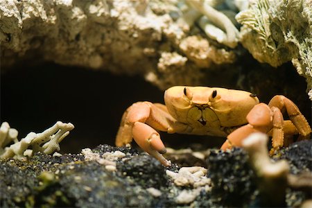 Clipperton Crab Foto de stock - Sin royalties Premium, Código: 632-02744976