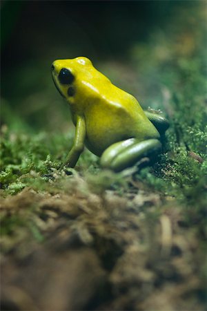 frog - Golden Poison Frog (Phyllobates terribilis) Foto de stock - Sin royalties Premium, Código: 632-02744978