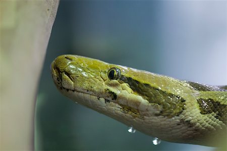 snake head close up - Burmese Python (Python molurus bivittatus) Stock Photo - Premium Royalty-Free, Code: 632-02744979