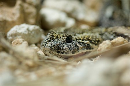 snake close up - Puff adder (Bitis arietans) Foto de stock - Sin royalties Premium, Código: 632-02744981