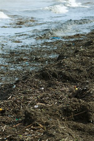 simsearch:632-02745049,k - Polluted shore, close-up Stock Photo - Premium Royalty-Free, Code: 632-02745081