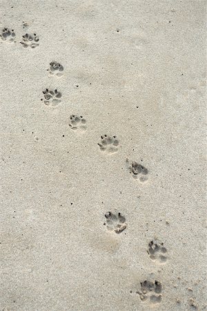 Paw prints on sand Foto de stock - Sin royalties Premium, Código: 632-02745227