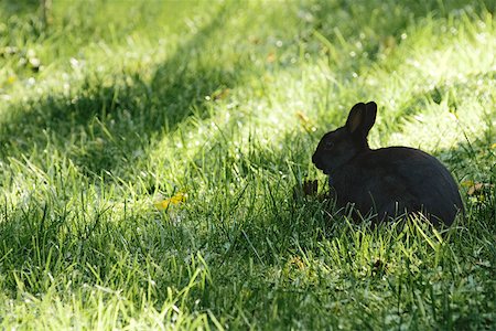 side profile easter bunny - Rabbit in grass Stock Photo - Premium Royalty-Free, Code: 632-02885044