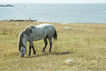 simsearch:614-08126666,k - Chevaux paissant dans les champs, la mer en arrière-plan Photographie de stock - Premium Libres de Droits, Code: 632-02885041