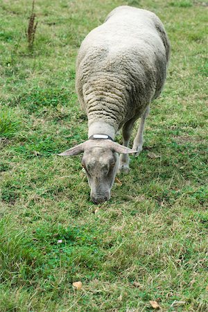 simsearch:632-02885086,k - Sheep grazing in pasture Foto de stock - Sin royalties Premium, Código: 632-02885057