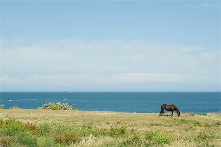 simsearch:633-01274748,k - Horse grazing in coastal scene Foto de stock - Sin royalties Premium, Código: 632-02885052