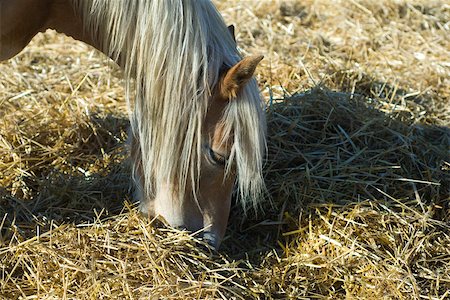 simsearch:632-02885086,k - Horse eating hay, close-up Foto de stock - Sin royalties Premium, Código: 632-02885065