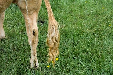 Cow urinating in pasture, cropped Foto de stock - Royalty Free Premium, Número: 632-02885068