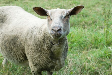 domestic sheep - Sheep standing in pasture, looking at camera Stock Photo - Premium Royalty-Free, Code: 632-02885073