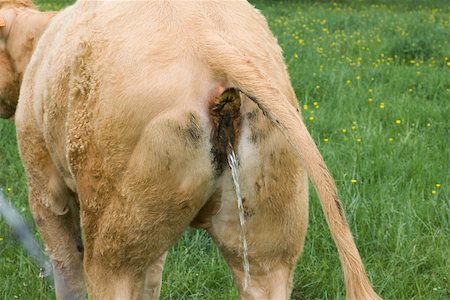 Cow urinating, rear view Fotografie stock - Premium Royalty-Free, Codice: 632-02885087