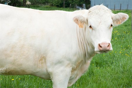 White cow in pasture, close-up Stock Photo - Premium Royalty-Free, Code: 632-02885081