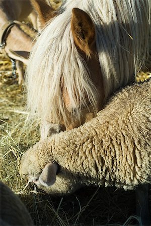 Farm animals eating hay from trough Stock Photo - Premium Royalty-Free, Code: 632-02885083