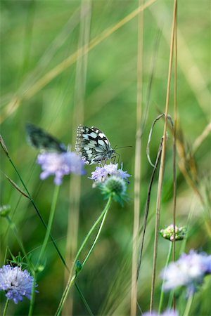 papilionoideae - Butterfly on scabiosa flower Stock Photo - Premium Royalty-Free, Code: 632-02885098