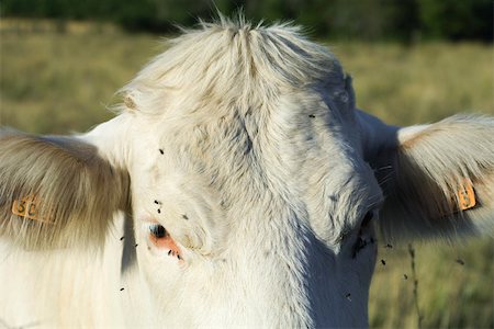 simsearch:696-03398320,k - Blanc de vache avec des mouches bourdonnent autour de son visage, gros plan Photographie de stock - Premium Libres de Droits, Code: 632-02885099