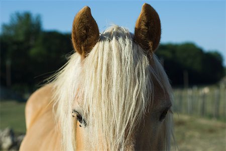 simsearch:696-03398326,k - Cheval avec crinière blanche, gros plan Photographie de stock - Premium Libres de Droits, Code: 632-02885100