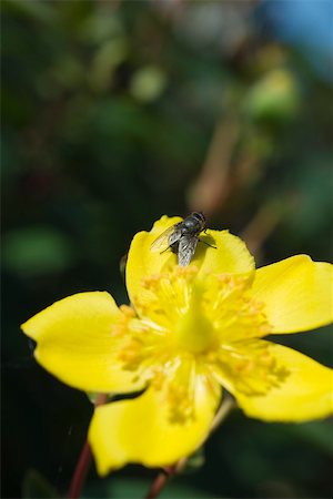 fliege (insekt) - Fliegen Sie auf gelbe Blume Stockbilder - Premium RF Lizenzfrei, Bildnummer: 632-02885101