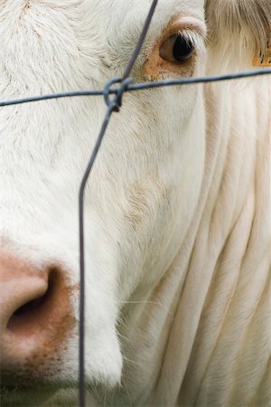 simsearch:696-03398320,k - Blanc vache derrière des barbelés, gros plan extrême Photographie de stock - Premium Libres de Droits, Code: 632-02885103