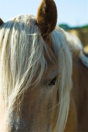 Horse, extreme close-up Stock Photo - Premium Royalty-Free, Code: 632-02885115