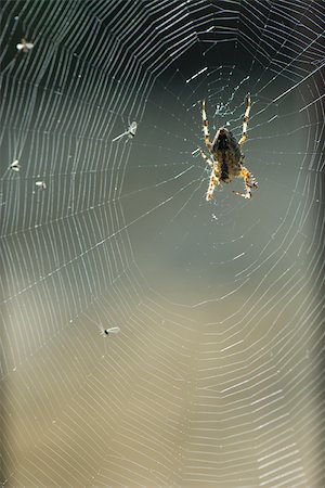 prey - Spider on web Stock Photo - Premium Royalty-Free, Code: 632-02885112