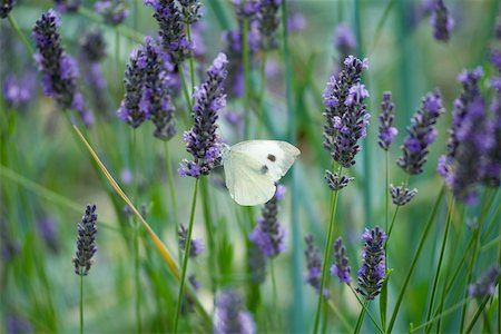 polinización - Butterfly on lavender flowers Foto de stock - Sin royalties Premium, Código: 632-02885126