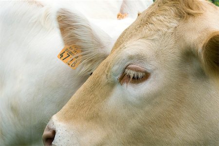 Vache avec la marque auriculaire, gros plan Photographie de stock - Premium Libres de Droits, Code: 632-02885127
