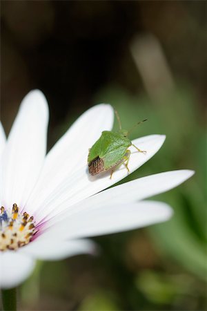 Punaise verte sur la fleur blanche Photographie de stock - Premium Libres de Droits, Code: 632-02885128