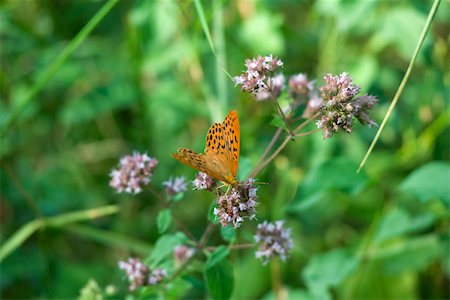 simsearch:633-05402141,k - Orange butterfly on flowering plant Foto de stock - Sin royalties Premium, Código: 632-02885122