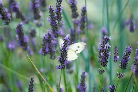 simsearch:632-05760487,k - Butterfly resting on lavender Foto de stock - Sin royalties Premium, Código: 632-02885137