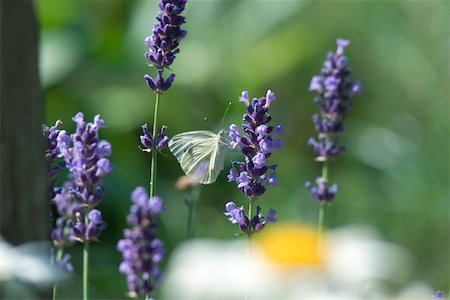 falena - Small butterfly on lavender flowers Fotografie stock - Premium Royalty-Free, Codice: 632-02885139