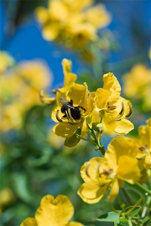 polinización - Bee gathering pollen on yellow flowers Foto de stock - Sin royalties Premium, Código: 632-02885130