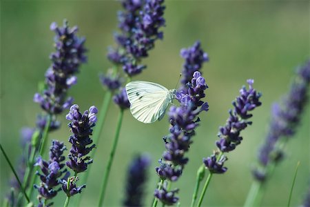 papilionoideae - Small butterfly on lavender flowers Stock Photo - Premium Royalty-Free, Code: 632-02885133