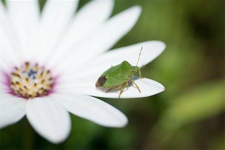 Punaise verte sur fleur Photographie de stock - Premium Libres de Droits, Code: 632-02885140